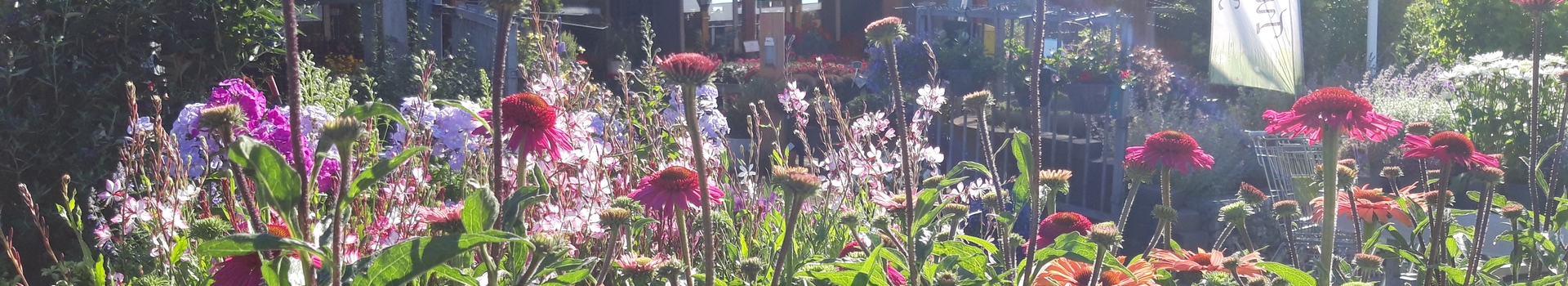 Diverse planten voor uw siertuin