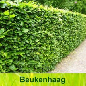 Beuken